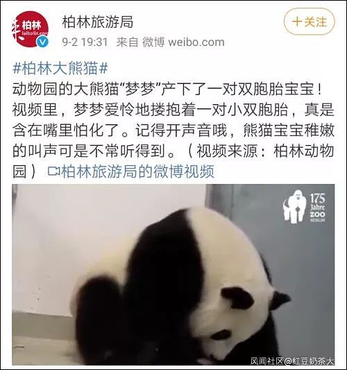 外媒炒作给熊猫宝宝取名“香港”，柏林动物园：想和中国专家一起取名（组图） - 1