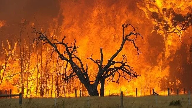 澳洲“地狱级”山火失控! 80起火灾, 数千人无家可归, 消防员逆行而上! 最后一幕让人泪目!（组图） - 22