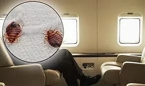 恐怖！飞机座椅爬满臭虫，女乘客胆战心惊渡过9小时，下机发现被咬惨（组图） - 9