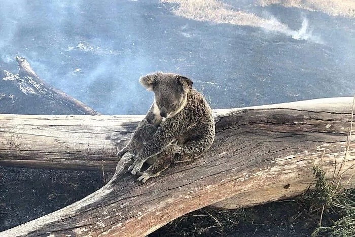 昆州山火肆虐难灭，布里斯班携病毒蚊子疯狂繁殖，法国近1500人“热”死，全球变暖这个问题我们还能忽视几年 - 10