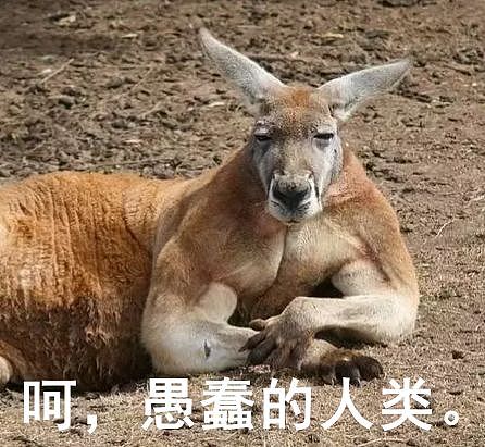 中国游客在悉尼景点遭围殴，无人敢援手！遇到这群土霸王，你就自求多福吧！（组图） - 28
