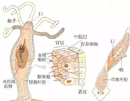 恐怖！华人男子吃了顿生鱼片，肝脏被活虫爬满 差点终生残疾...（组图） - 5