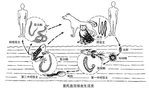 恐怖！华人男子吃了顿生鱼片，肝脏被活虫爬满 差点终生残疾...（组图） - 9
