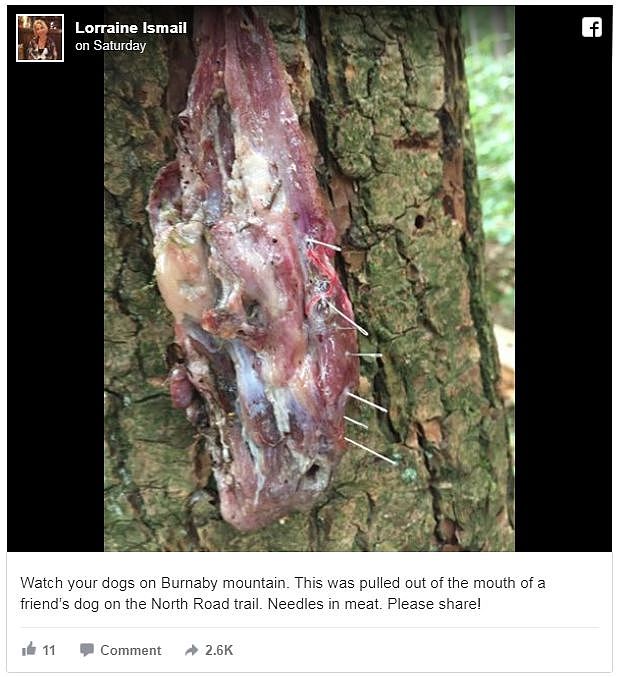 太可恶！牛肉被插满针挂在树上，有人意图以此方式虐待动物（组图） - 9
