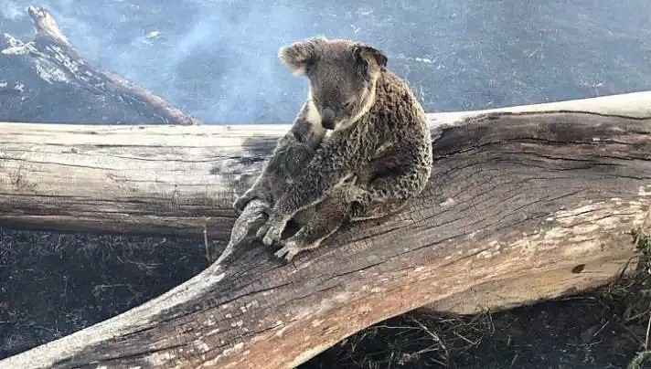 考拉母子恢复良好！澳森林大火肆虐，数百只受伤动物被送往医院救治 - 1