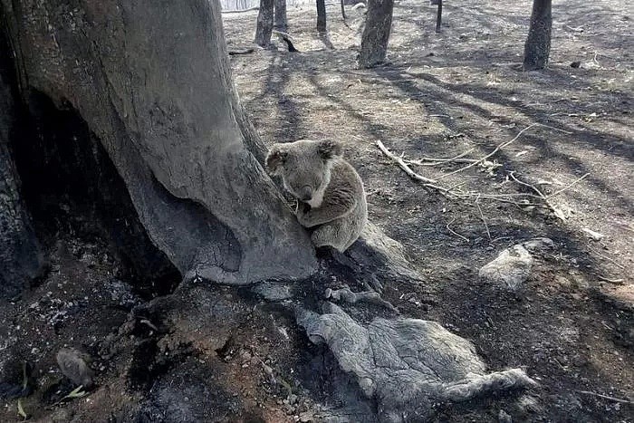考拉母子恢复良好！澳森林大火肆虐，数百只受伤动物被送往医院救治 - 8