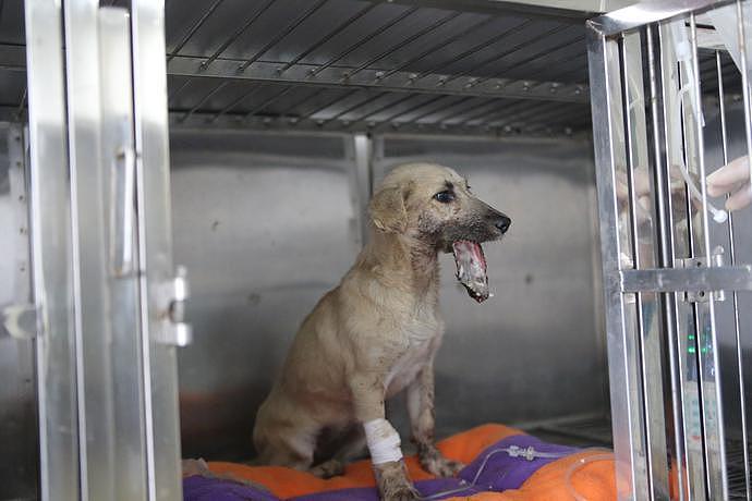 小狗被送到金府路附近一宠物医院。