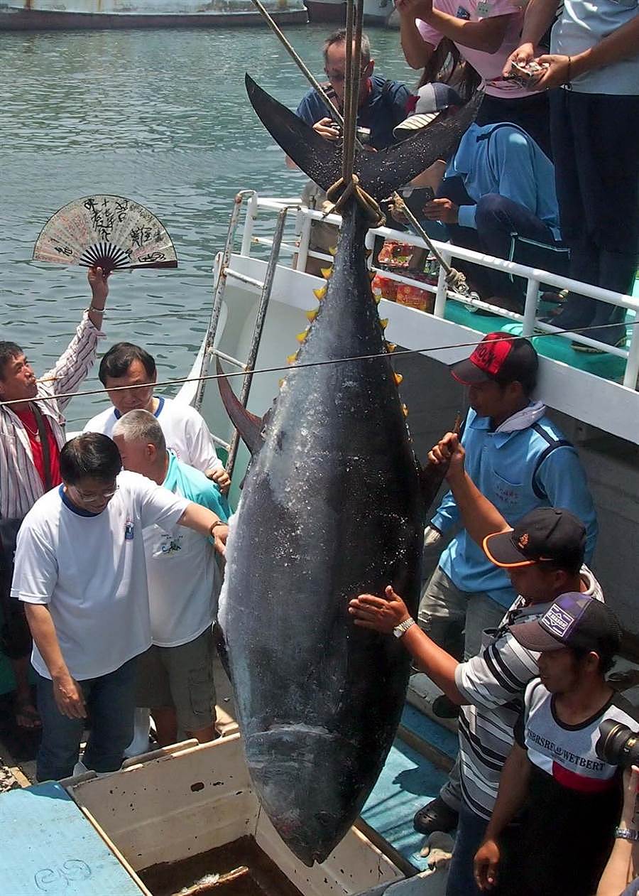 台湾渔民在屏东东港捕捞黑鲔鱼（蓝鳍金枪鱼）  图源：中国时报