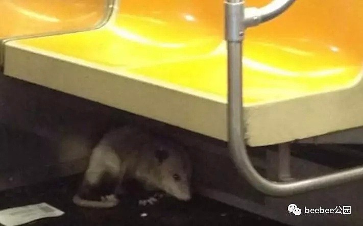老鼠、粪便、垃圾、出轨...纽约地铁到底有多烂？（组图） - 14