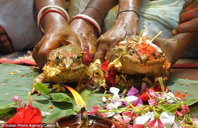 印度人给两只青蛙举行婚礼只为求雨 现在发洪水了又给青蛙离婚了