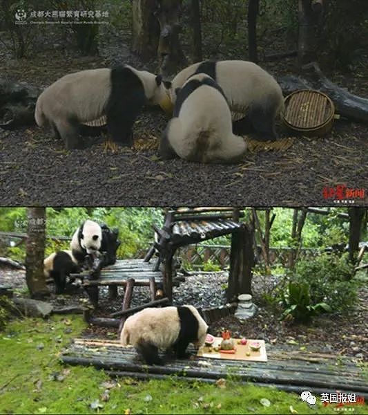 高冷芬兰人竟请合唱团给熊猫过中秋！滚滚：请说四川话！（视频/组图） - 2