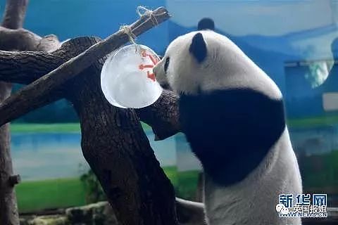 高冷芬兰人竟请合唱团给熊猫过中秋！滚滚：请说四川话！（视频/组图） - 5
