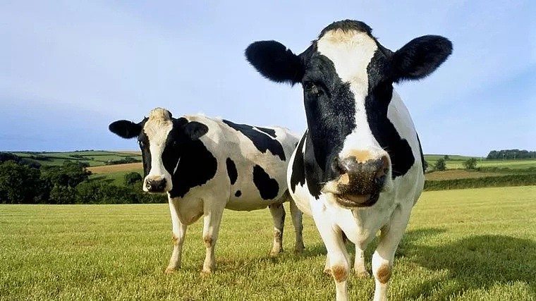 溢价59%！蒙牛乳业拟15亿澳元收购贝拉米 - 1