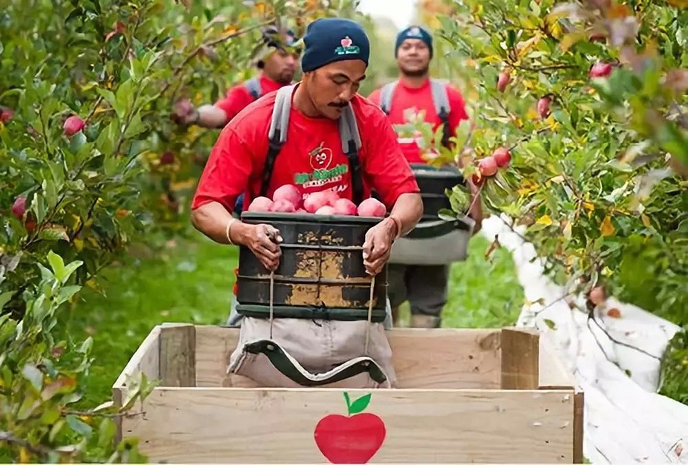 重磅！新西兰移民政策大地震，中国人疯抢的签证被永久关停，10月7日生效（组图） - 9