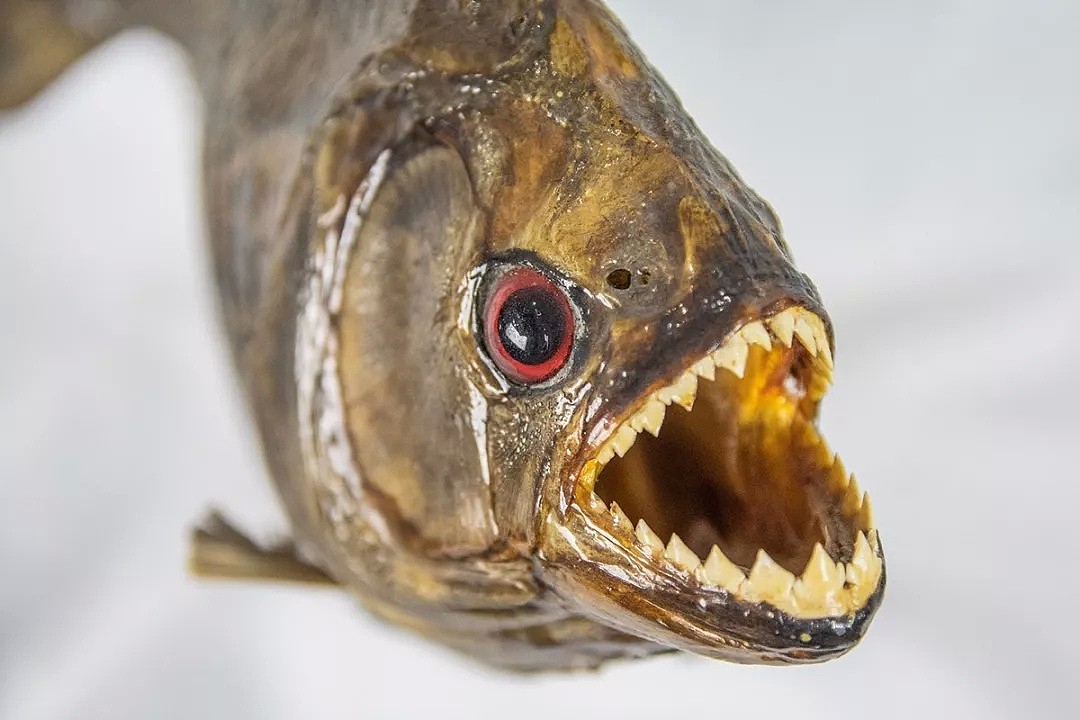 可怕的亚马逊食人鱼被日本人做成了菜... 食人鱼：我也有今天啊！（组图） - 3