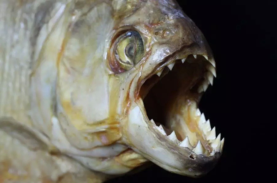 可怕的亚马逊食人鱼被日本人做成了菜... 食人鱼：我也有今天啊！（组图） - 4