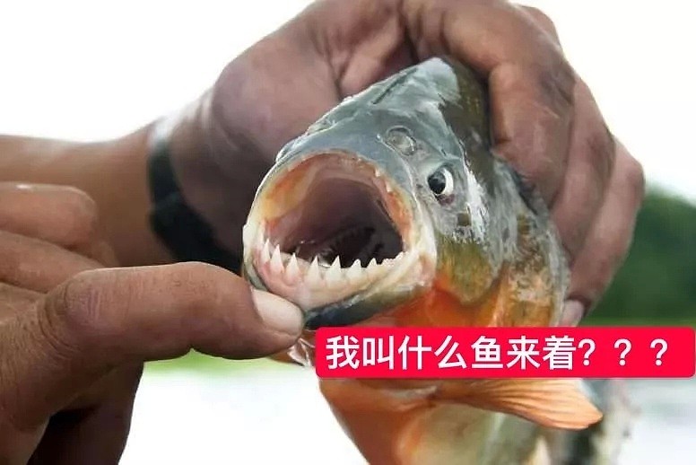 可怕的亚马逊食人鱼被日本人做成了菜... 食人鱼：我也有今天啊！（组图） - 9
