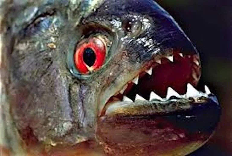 可怕的亚马逊食人鱼被日本人做成了菜... 食人鱼：我也有今天啊！（组图） - 10