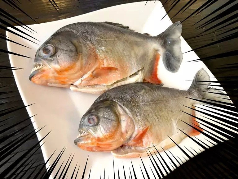 可怕的亚马逊食人鱼被日本人做成了菜... 食人鱼：我也有今天啊！（组图） - 13