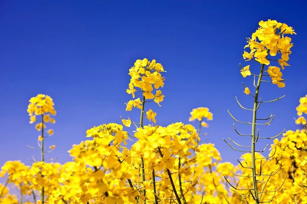 澳洲马上又要黄黄黄黄黄黄黄！最全油菜花观赏攻略出炉，赶快收藏！（组图） - 7