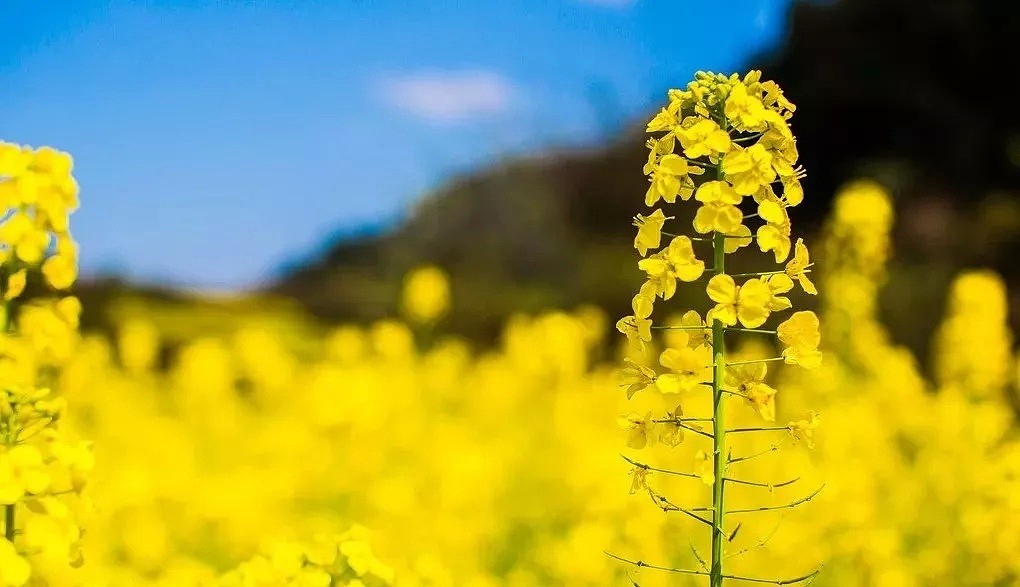 澳洲马上又要黄黄黄黄黄黄黄！最全油菜花观赏攻略出炉，赶快收藏！（组图） - 32