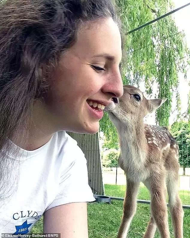 她救下一只小鹿，却意外收到“鹿的报恩”，这个故事美得像童话