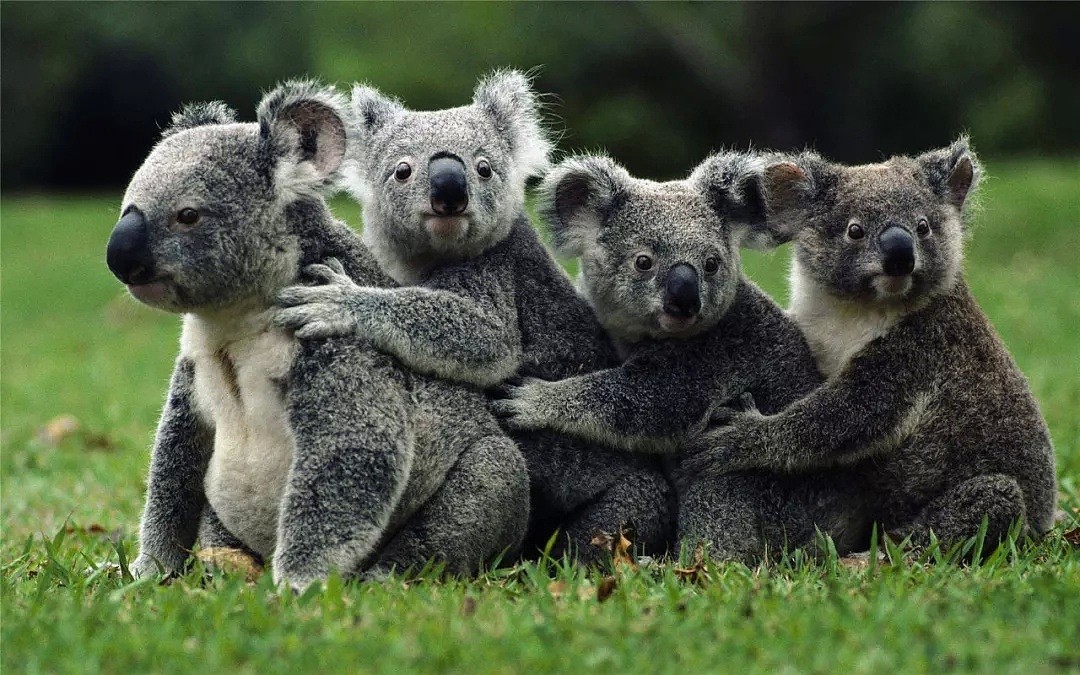 在澳洲，这些“可爱的”⼩动物千万不要惹...（组图） - 1