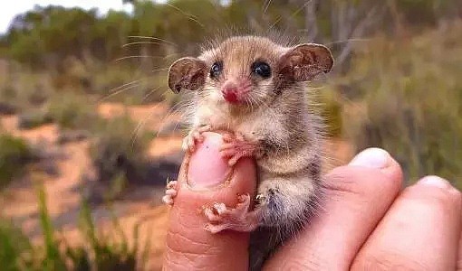 在澳洲，这些“可爱的”⼩动物千万不要惹...（组图） - 9