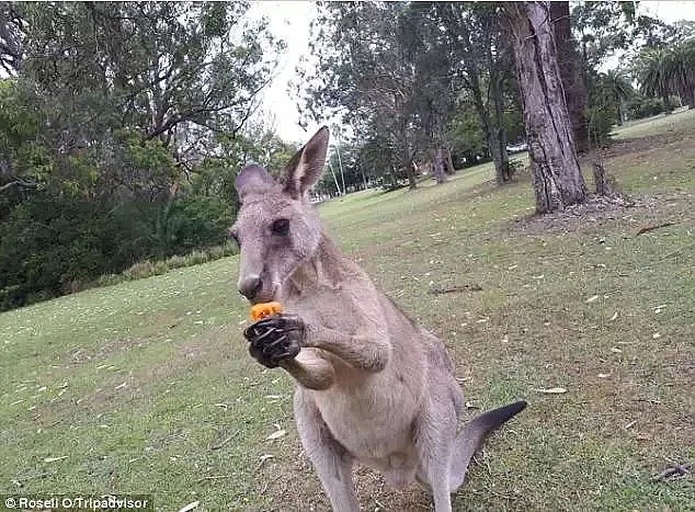 在澳洲，这些“可爱的”⼩动物千万不要惹...（组图） - 11