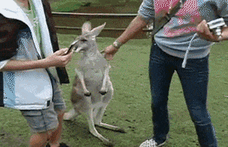 在澳洲，这些“可爱的”⼩动物千万不要惹...（组图） - 13