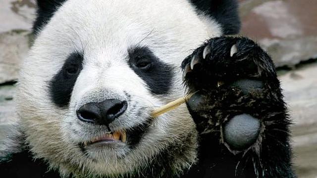 旅泰大熊猫创创意外