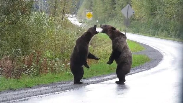 “你瞅啥？”两只灰熊激战孤狼围观：撕咬、咆哮，难得一见的搏杀！（组图） - 5