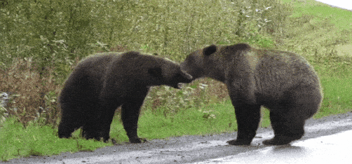 “你瞅啥？”两只灰熊激战孤狼围观：撕咬、咆哮，难得一见的搏杀！（组图） - 8