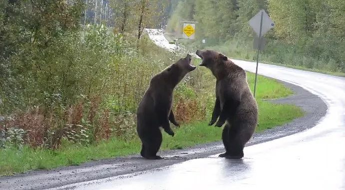 “你瞅啥？”两只灰熊激战孤狼围观：撕咬、咆哮，难得一见的搏杀！（组图） - 9