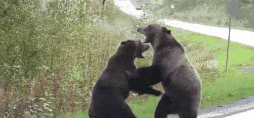 “你瞅啥？”两只灰熊激战孤狼围观：撕咬、咆哮，难得一见的搏杀！（组图） - 12