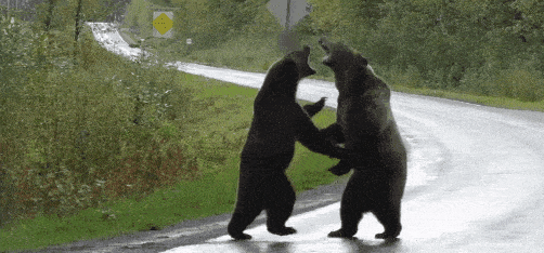 “你瞅啥？”两只灰熊激战孤狼围观：撕咬、咆哮，难得一见的搏杀！（组图） - 13
