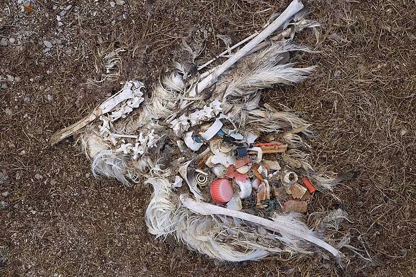 胡歌在青海捡垃圾6年背后，10亿生命正在死去……（组图） - 13