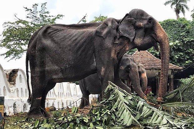 斯里兰卡70岁大象瘦得皮包骨，连续几日参加游行后倒地而死