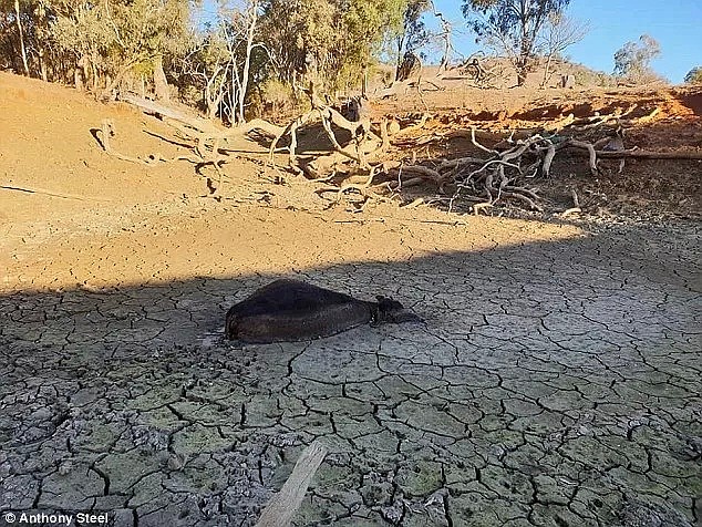 干旱、沙尘、缺水，澳洲濒临崩溃的时候，谢谢你从Woolies买了那颗向日葵 - 22
