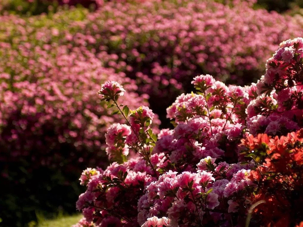 春天来啦！一起去探索那些隐藏在墨尔本的秘密花园吧！踏青，野餐，摄影的绝佳场所！ - 22