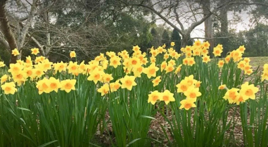 春天来啦！一起去探索那些隐藏在墨尔本的秘密花园吧！踏青，野餐，摄影的绝佳场所！ - 25