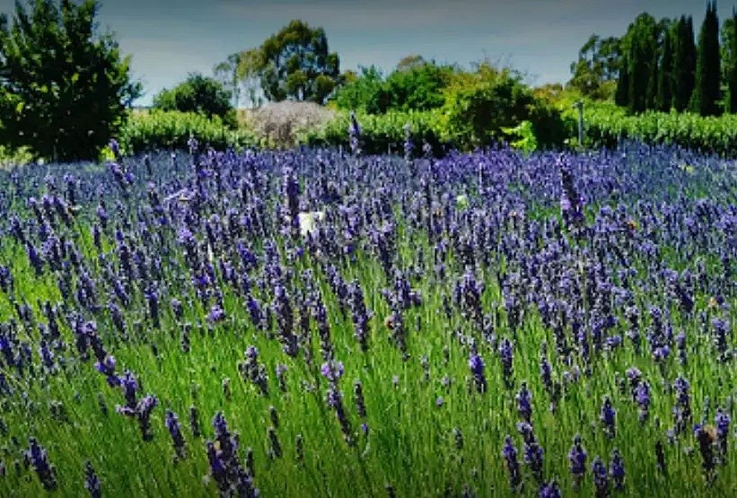 春天来啦！一起去探索那些隐藏在墨尔本的秘密花园吧！踏青，野餐，摄影的绝佳场所！ - 31