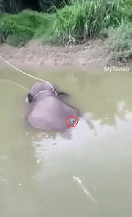 大马幼象被射杀后抛入河中惨不忍睹，尸体被绑在树上疑用来喂鳄鱼