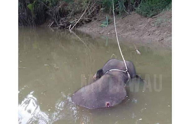 大马幼象被射杀后抛入河中惨不忍睹，尸体被绑在树上疑用来喂鳄鱼
