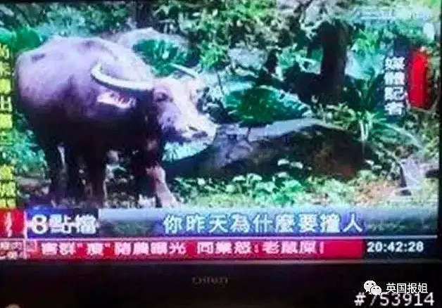 与毒舌港媒相比，台媒为什么这么沙雕？！（组图） - 37