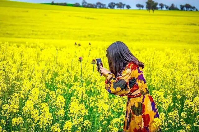 最近，澳洲真的太“黄”了…刷爆华人朋友圈的第一波春色，现在出发正好！ - 5