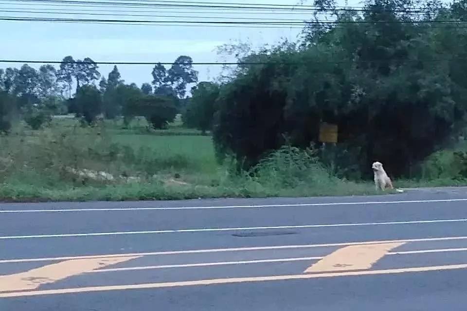 忠犬被迫流浪4年，终于再见主人后它却转身离去，背后真相让人泪目…（组图） - 2