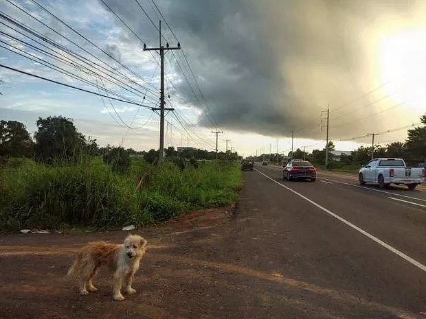 忠犬被迫流浪4年，终于再见主人后它却转身离去，背后真相让人泪目…（组图） - 4