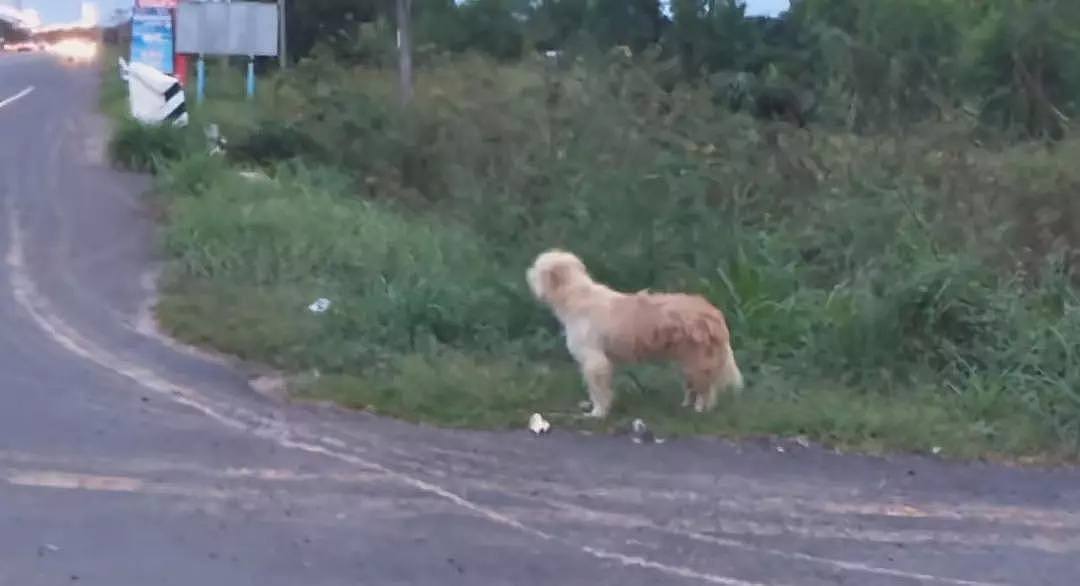 忠犬被迫流浪4年，终于再见主人后它却转身离去，背后真相让人泪目…（组图） - 11