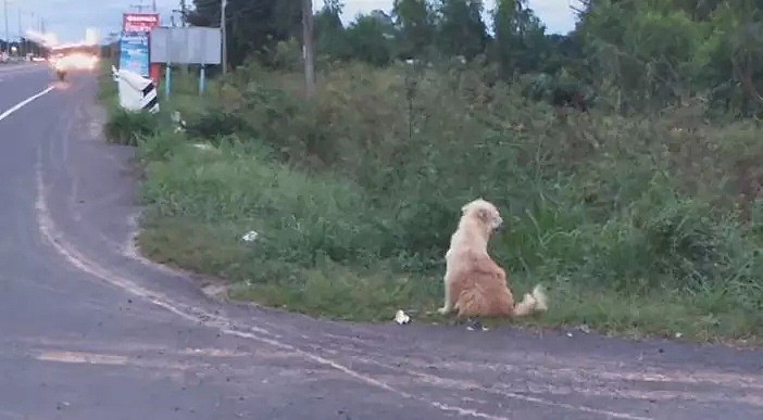 忠犬被迫流浪4年，终于再见主人后它却转身离去，背后真相让人泪目…（组图） - 12